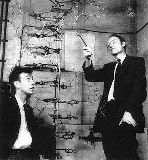 DNA  model (A Barrington Brown/Science Photo Library)