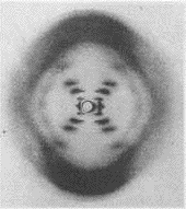 Photo No 51 photo x-ray diffration of wet DNA (Jeremy Norman)